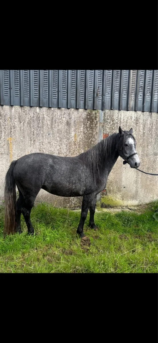 Connemara 3 year old - Image 3