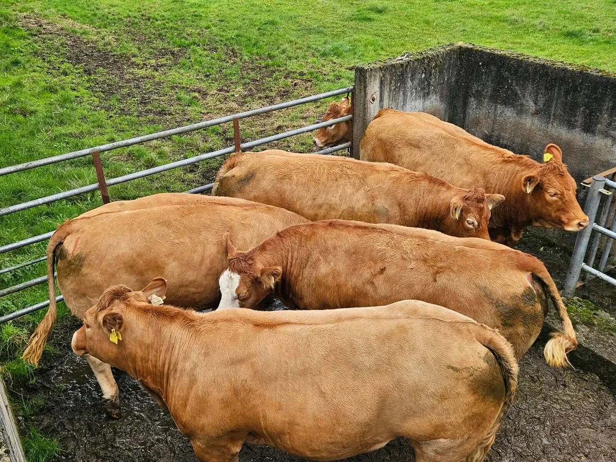Incalf heifers Balla mart 26th September - Image 1