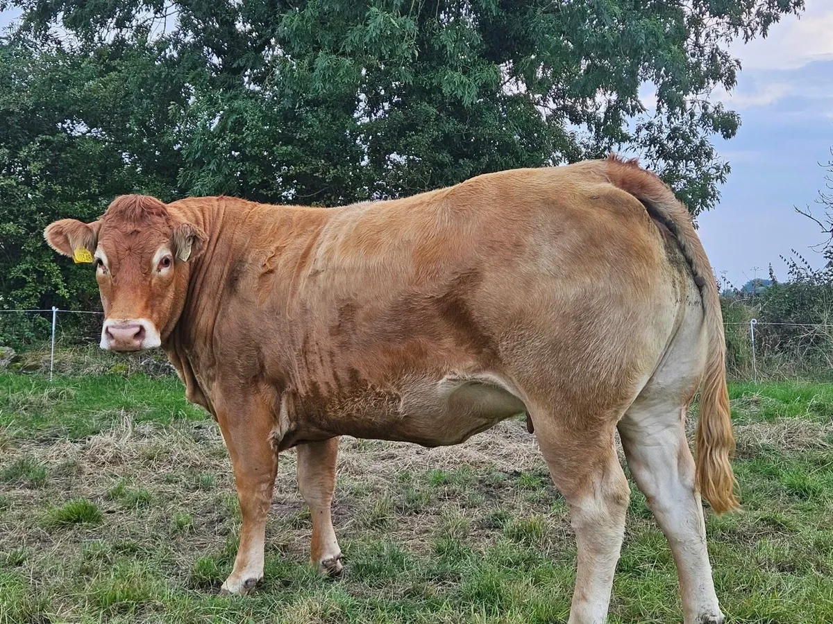 Incalf heifers Balla mart 26th September - Image 2