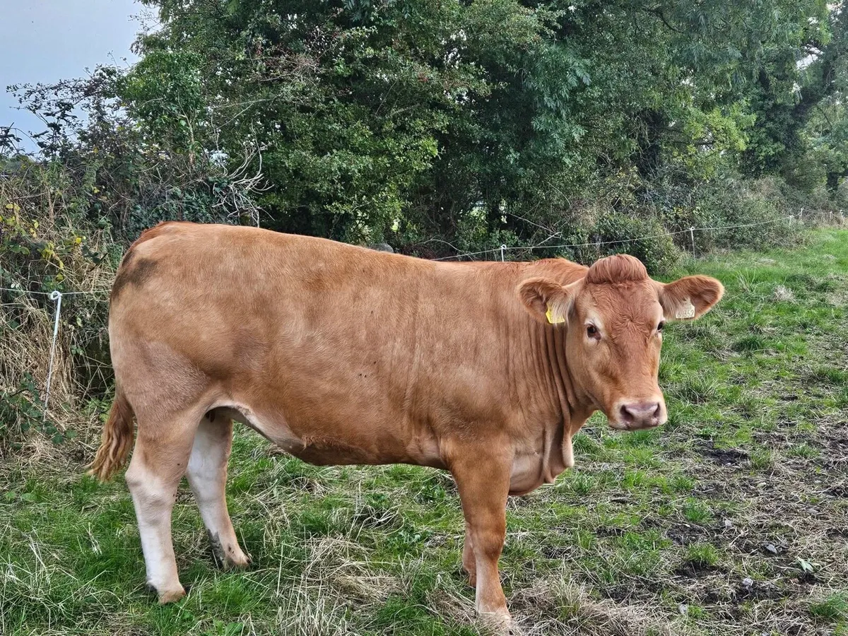 Incalf heifers Balla mart 26th September - Image 3