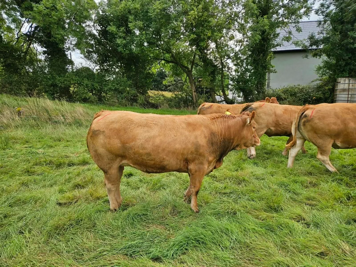 Incalf heifers Balla mart 26th September - Image 4