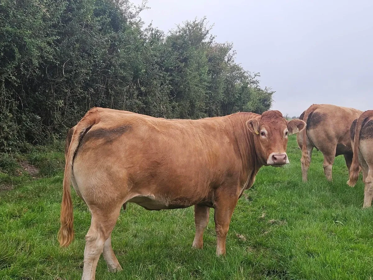 ⭐️In-Calf heifers Balla mart 26th September⭐️ - Image 3