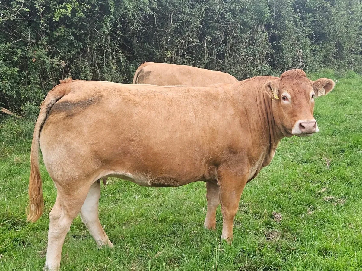 ⭐️In-Calf heifers Balla mart 26th September⭐️ - Image 2