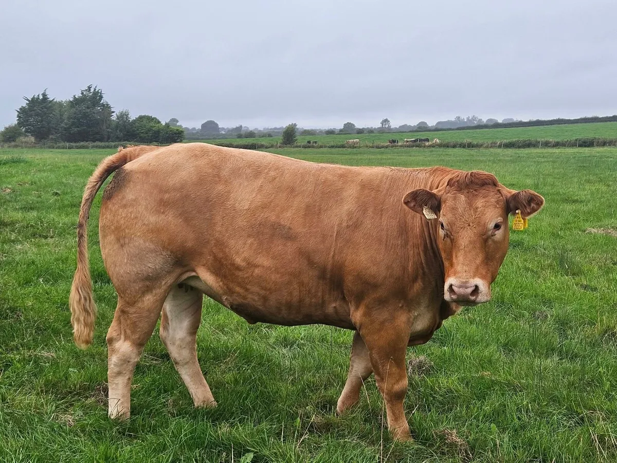 ⭐️In-Calf heifers Balla mart 26th September⭐️ - Image 1