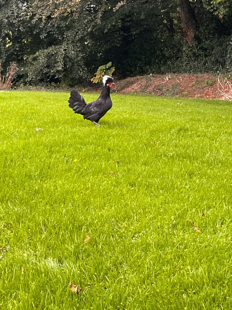 Silkies and roosters - Image 2