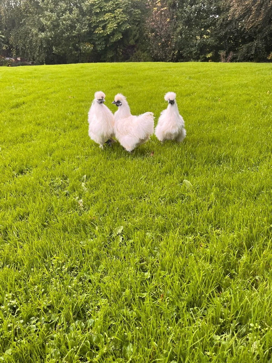 Silkies and roosters - Image 1