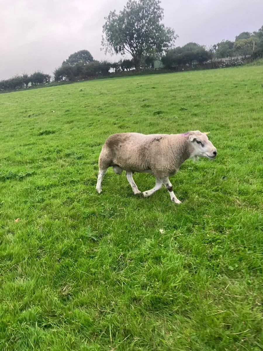 Ram - Image 3