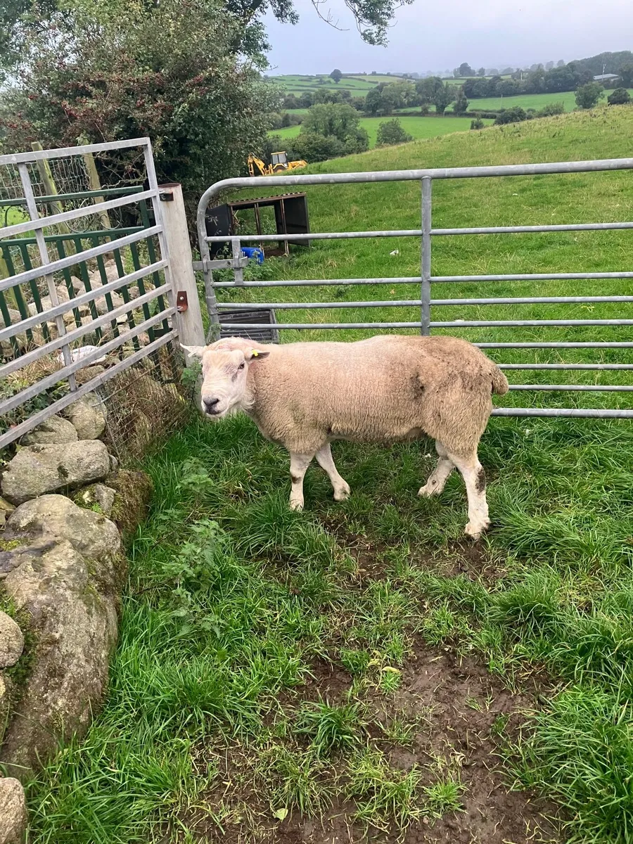 Ram - Image 2