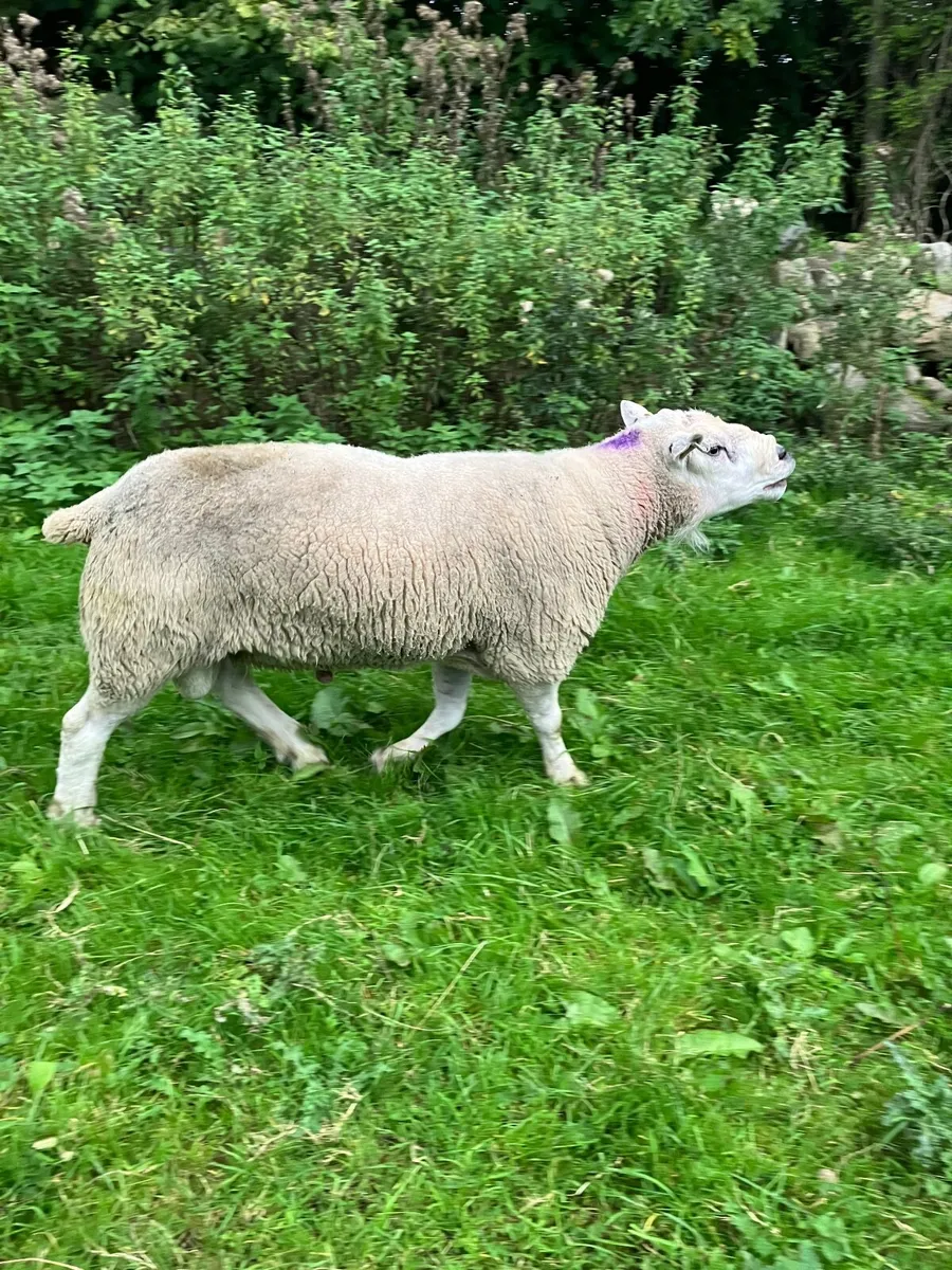 Ram - Image 4