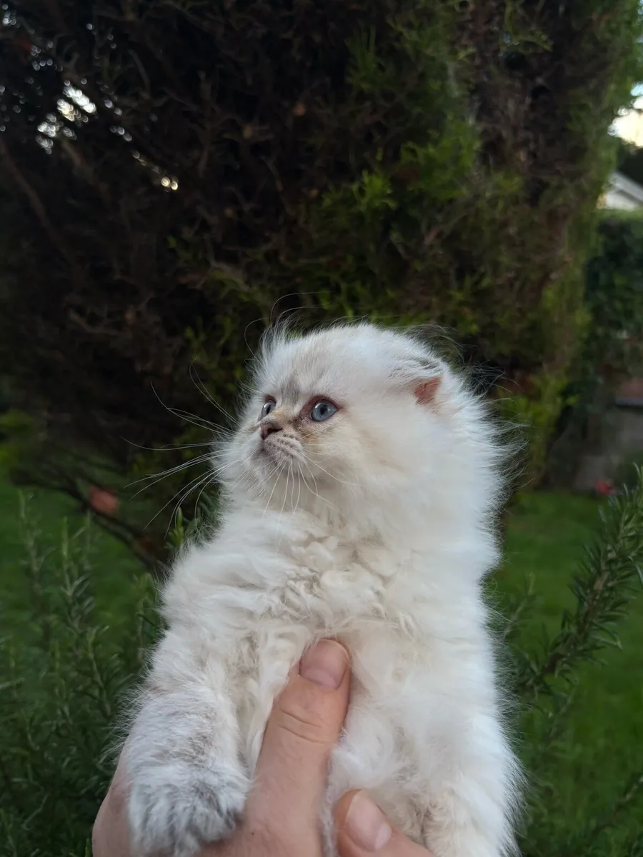 🐾Adorable  Kittens 🐾💗 - Image 2