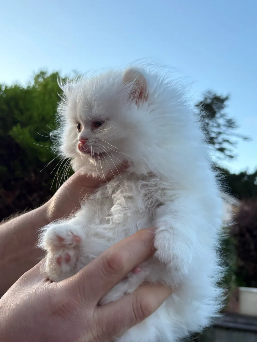 🐾Adorable  Kittens 🐾💗 - Image 3