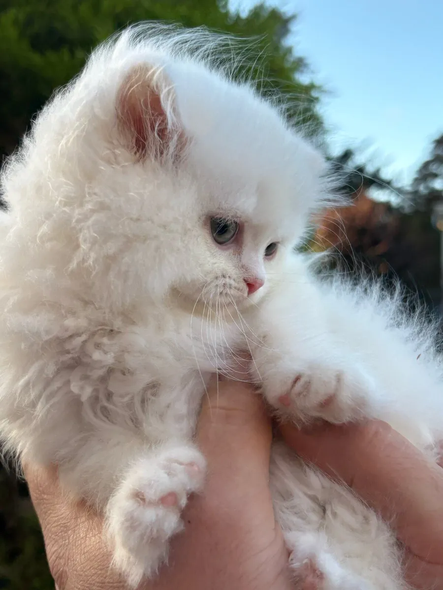 🐾Adorable  Kittens 🐾💗 - Image 4