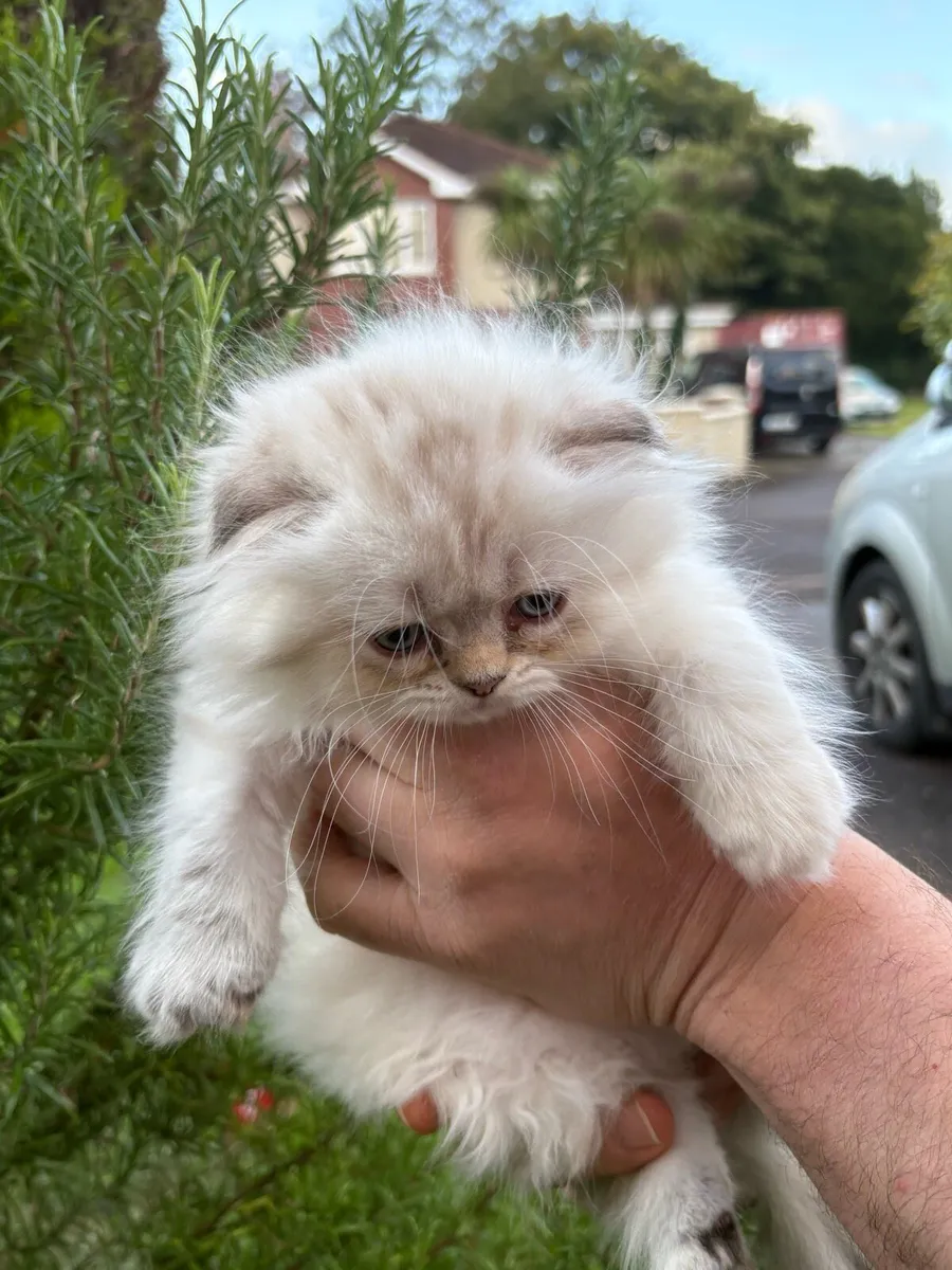 🐾Adorable  Kittens 🐾💗 - Image 1