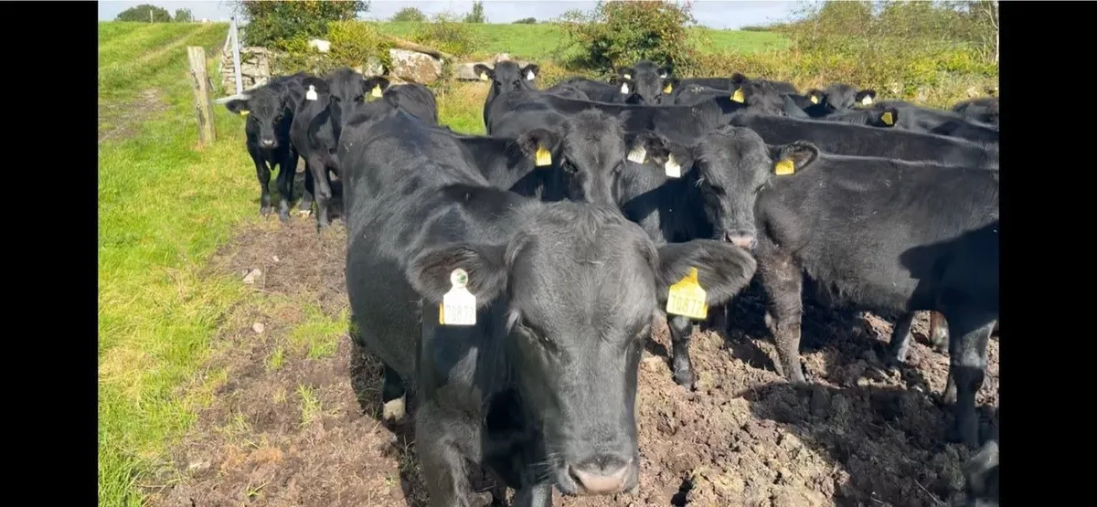 Angus bull wealings - Image 2