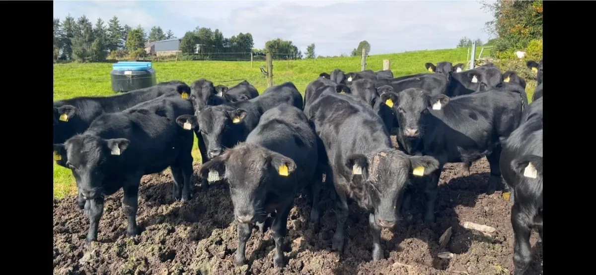 Angus bull wealings - Image 1
