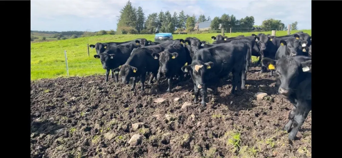 Angus bull wealings - Image 3