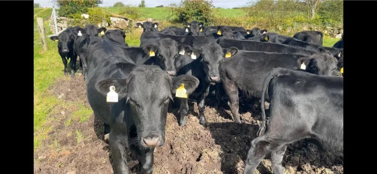 Angus bull wealings - Image 4