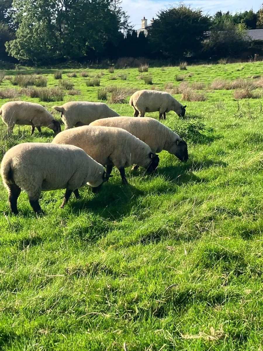 5 x Suffolk Hogget - Image 1