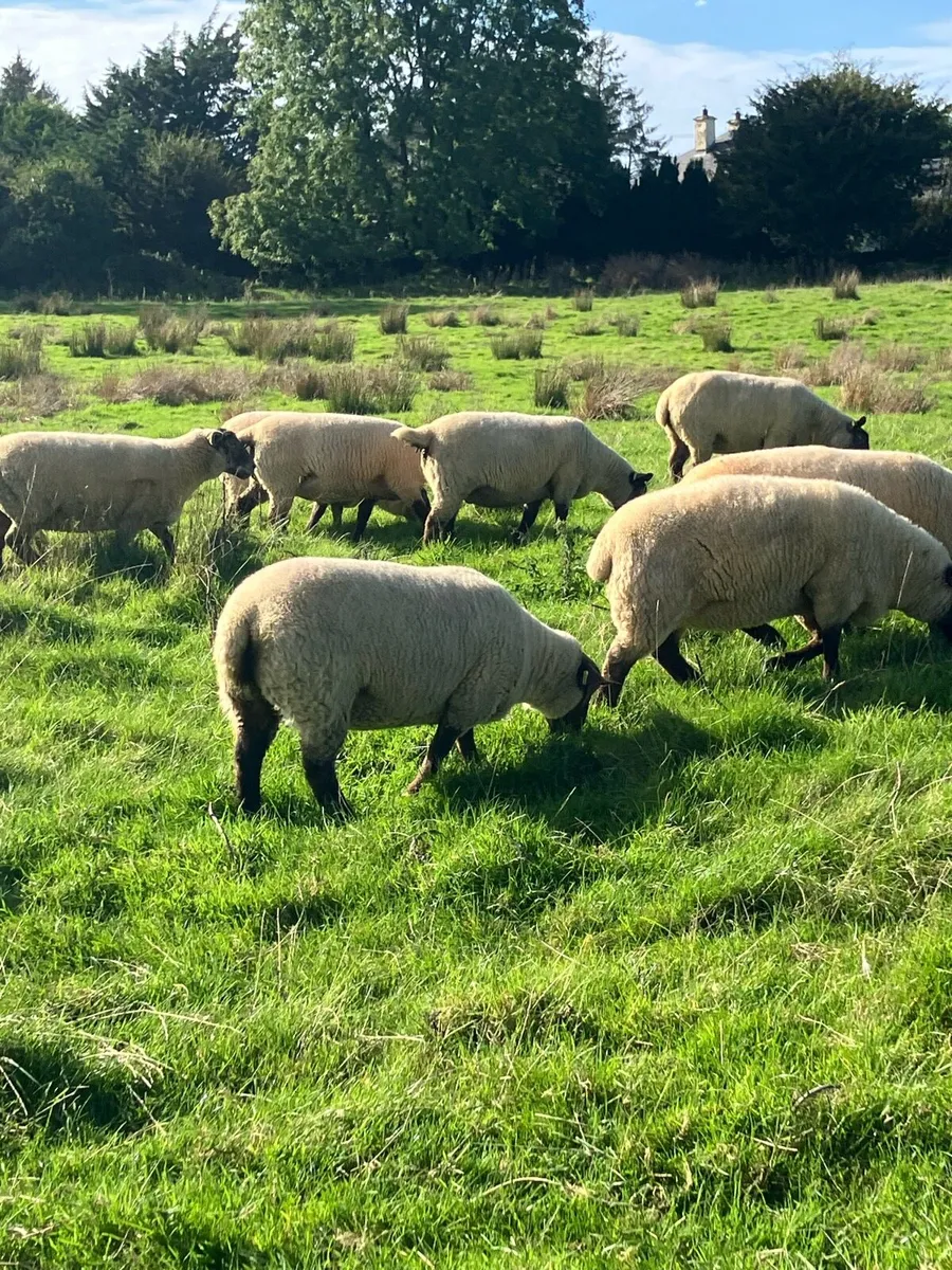 5 x Suffolk Hogget - Image 2