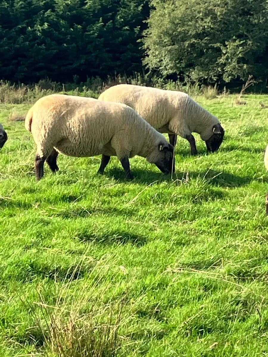 5 x Suffolk Hogget - Image 3