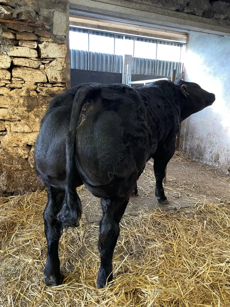 Bull calf Manorhamilton Mart - Image 2
