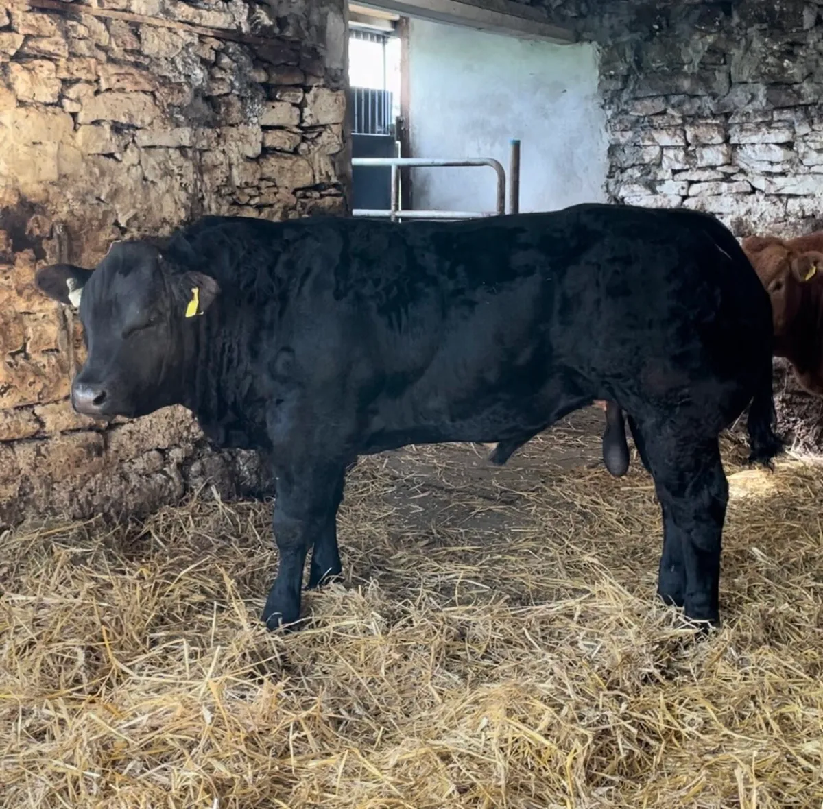 Bull calf Manorhamilton Mart - Image 1