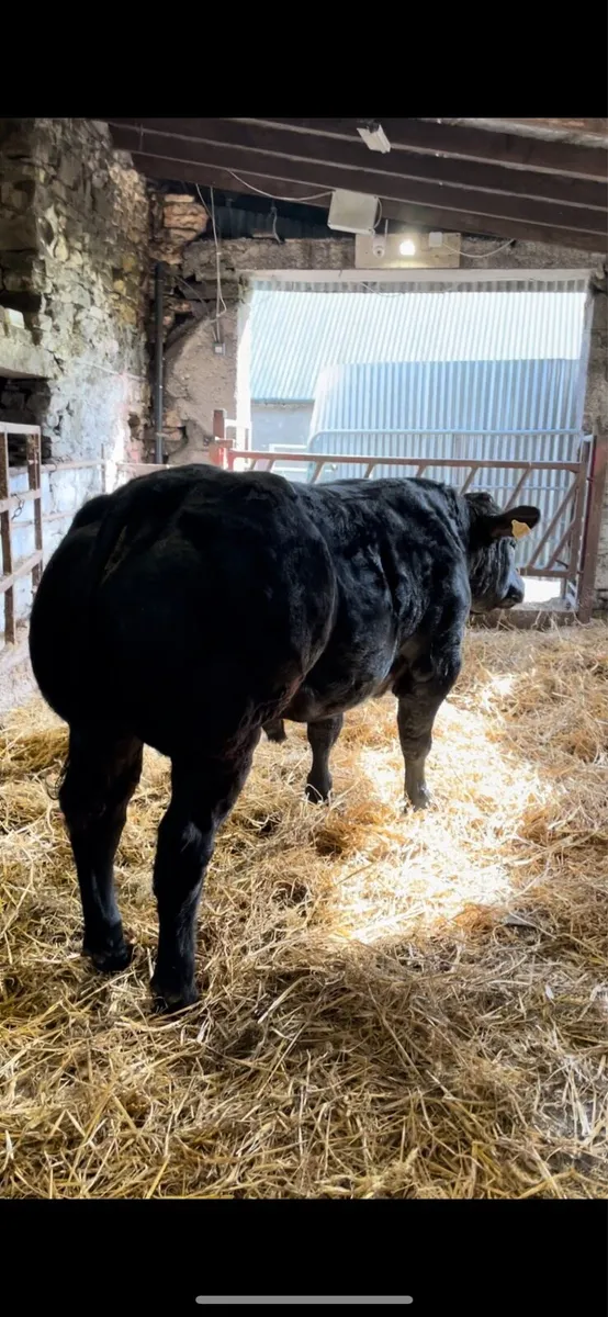 Bull calf Manorhamilton Mart - Image 3