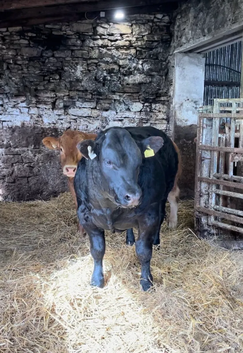 Bull calf Manorhamilton Mart - Image 4