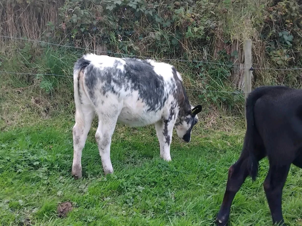 Pb shorthorn,  Angus,  blue - Image 3
