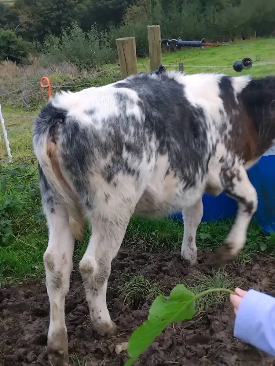 Pb shorthorn,  Angus,  blue - Image 4