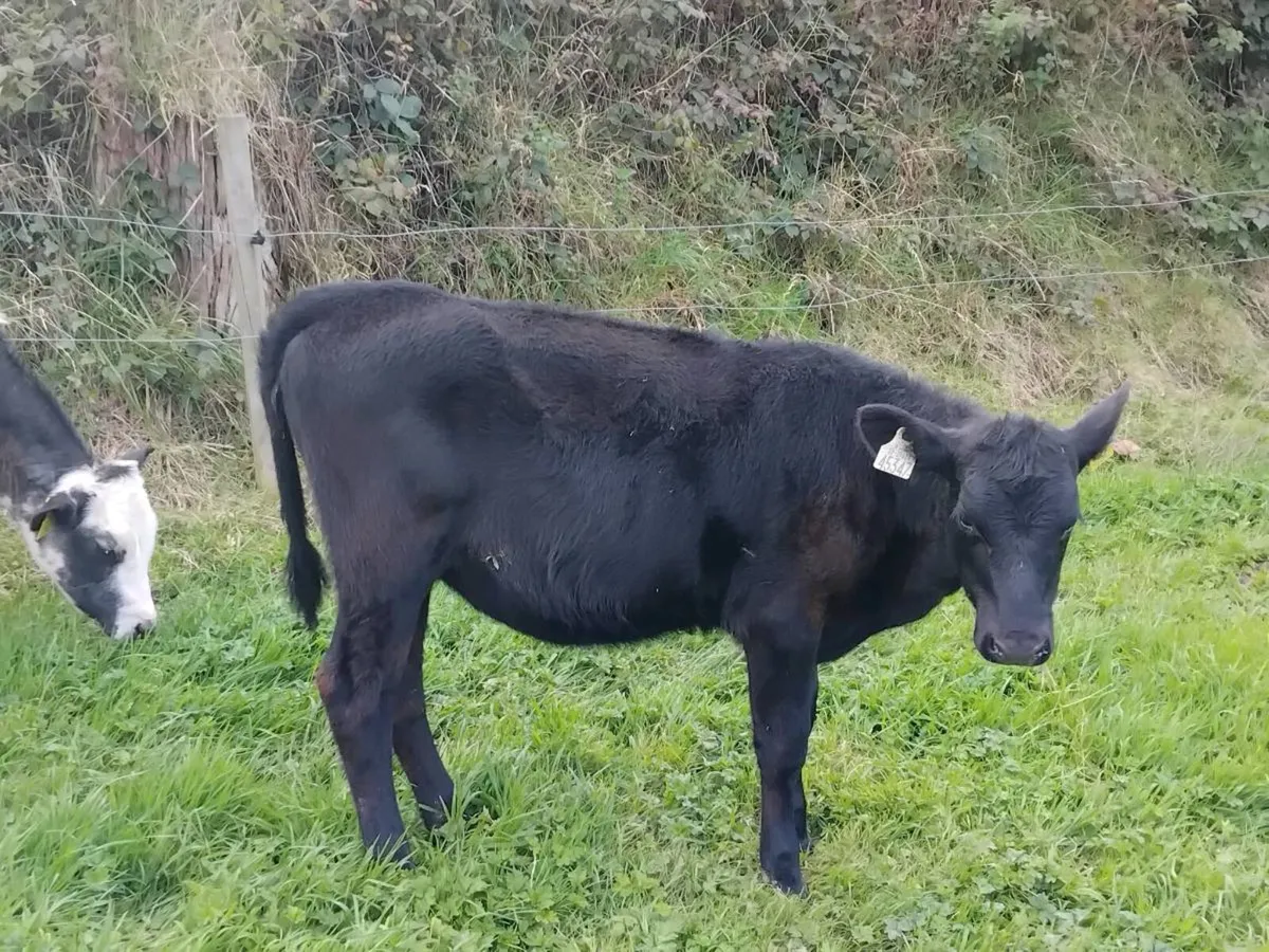 Angus,  Belgium blue heifers - Image 4