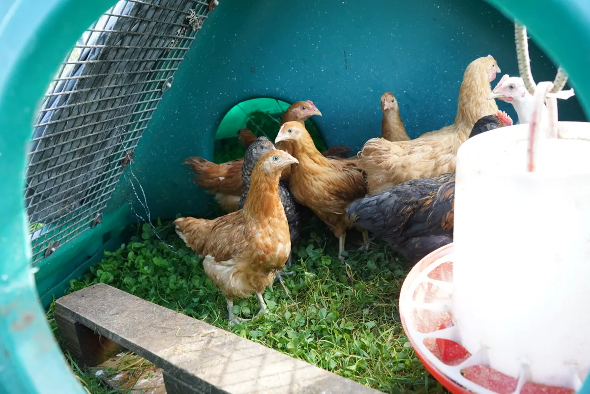 Poultry - Image 4
