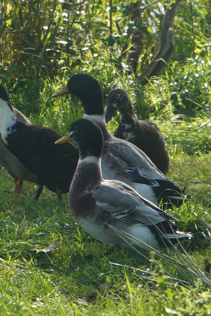 Poultry - Image 1