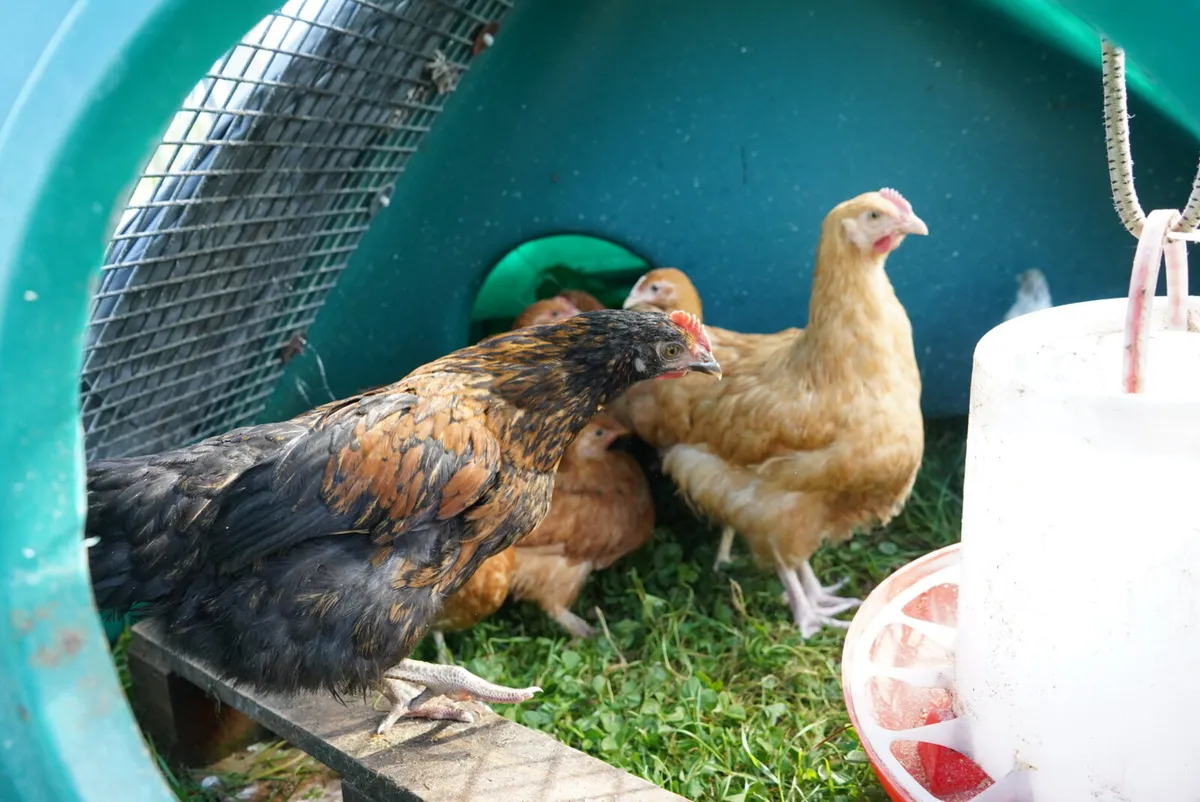 Poultry - Image 3