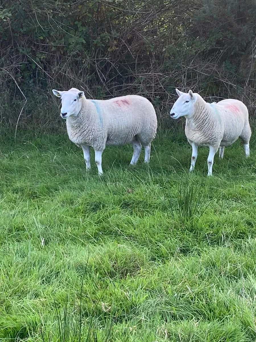 Sheep - Image 2