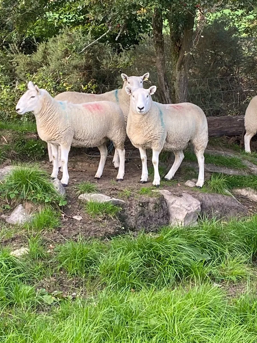 Sheep - Image 3