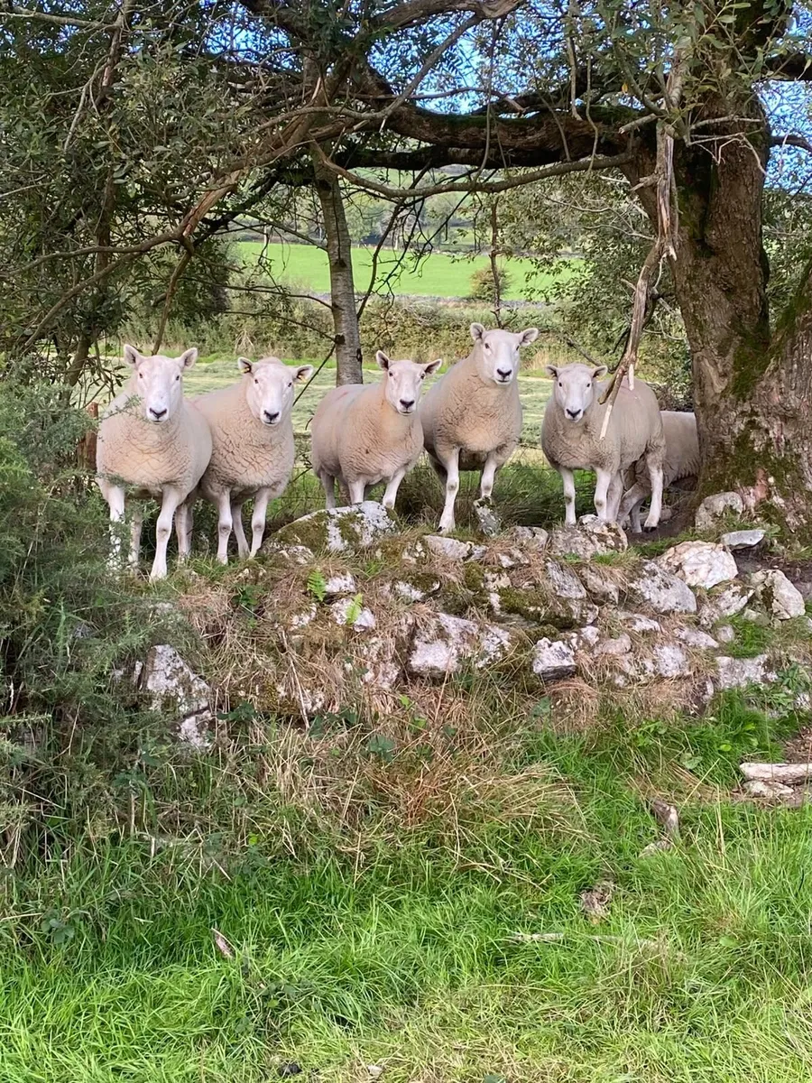 Sheep - Image 4