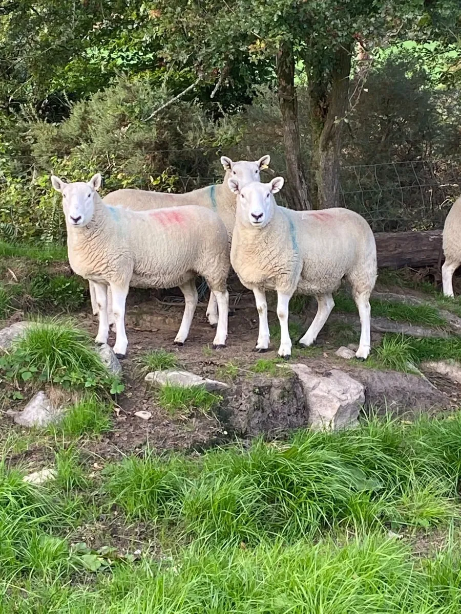 Sheep - Image 1