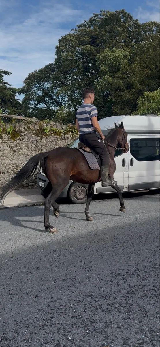 Riding pony - Image 2