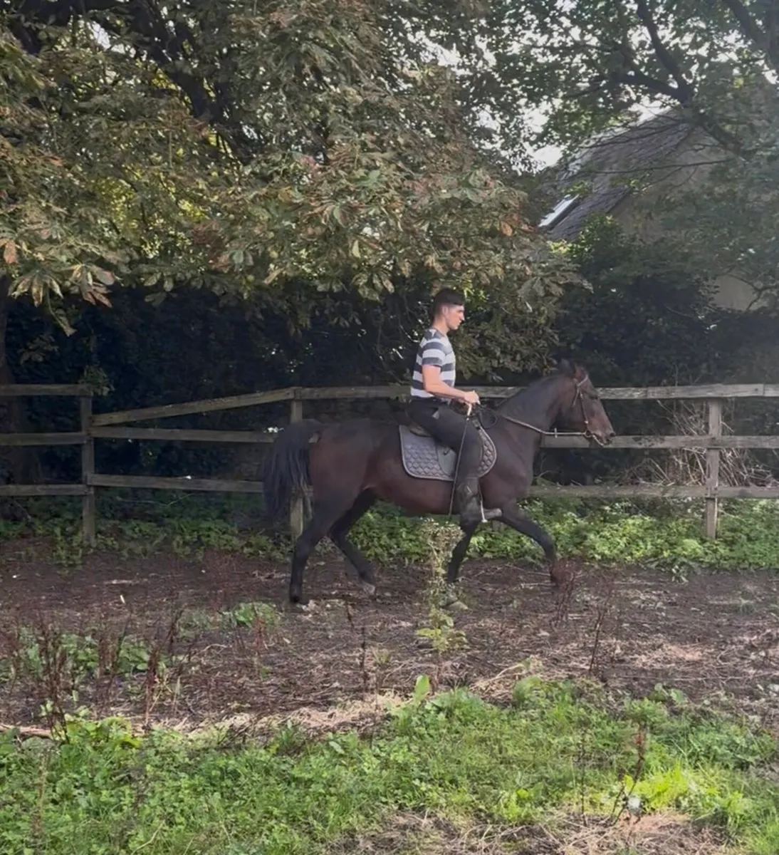 Riding pony - Image 3