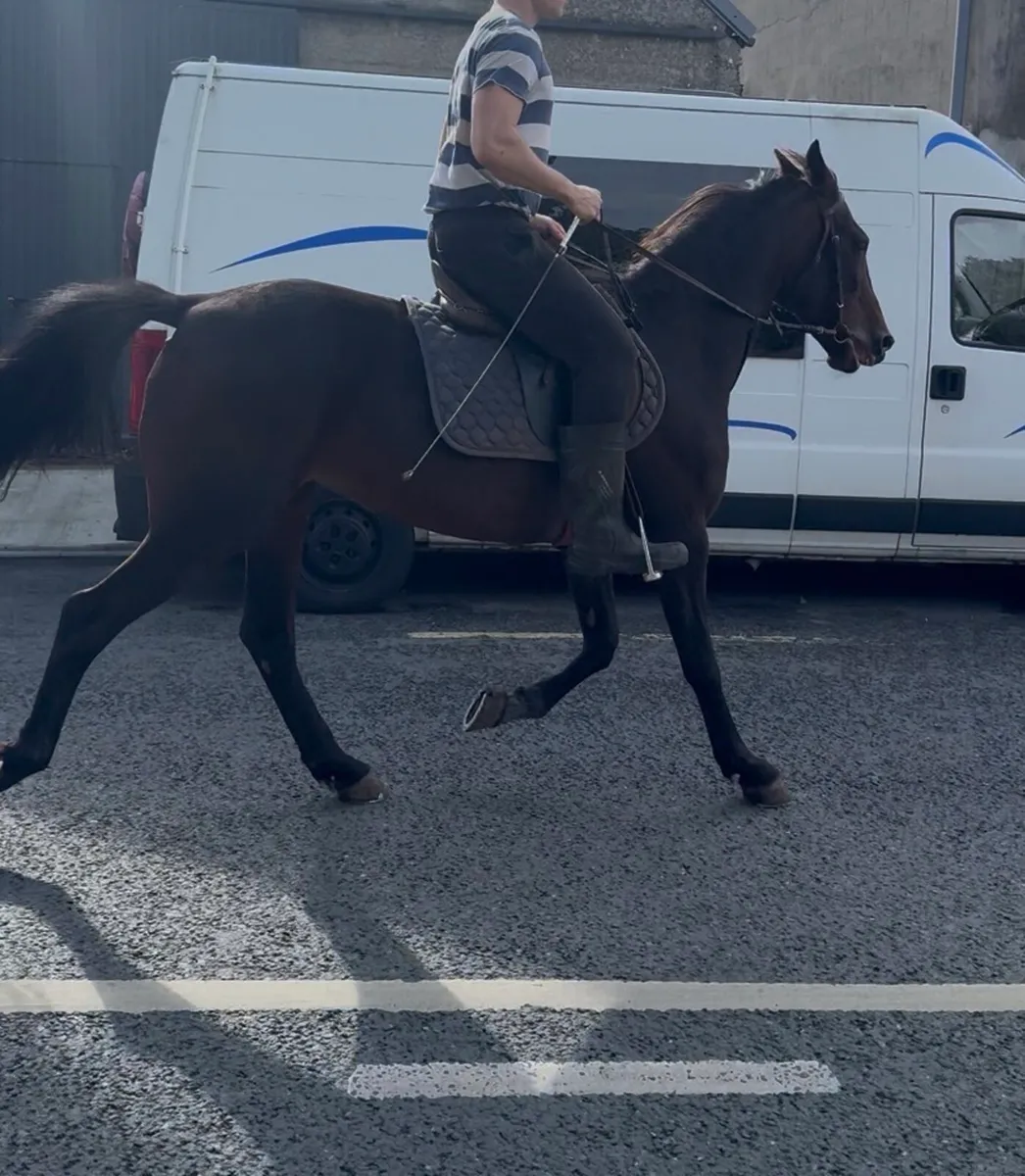 Riding pony - Image 1