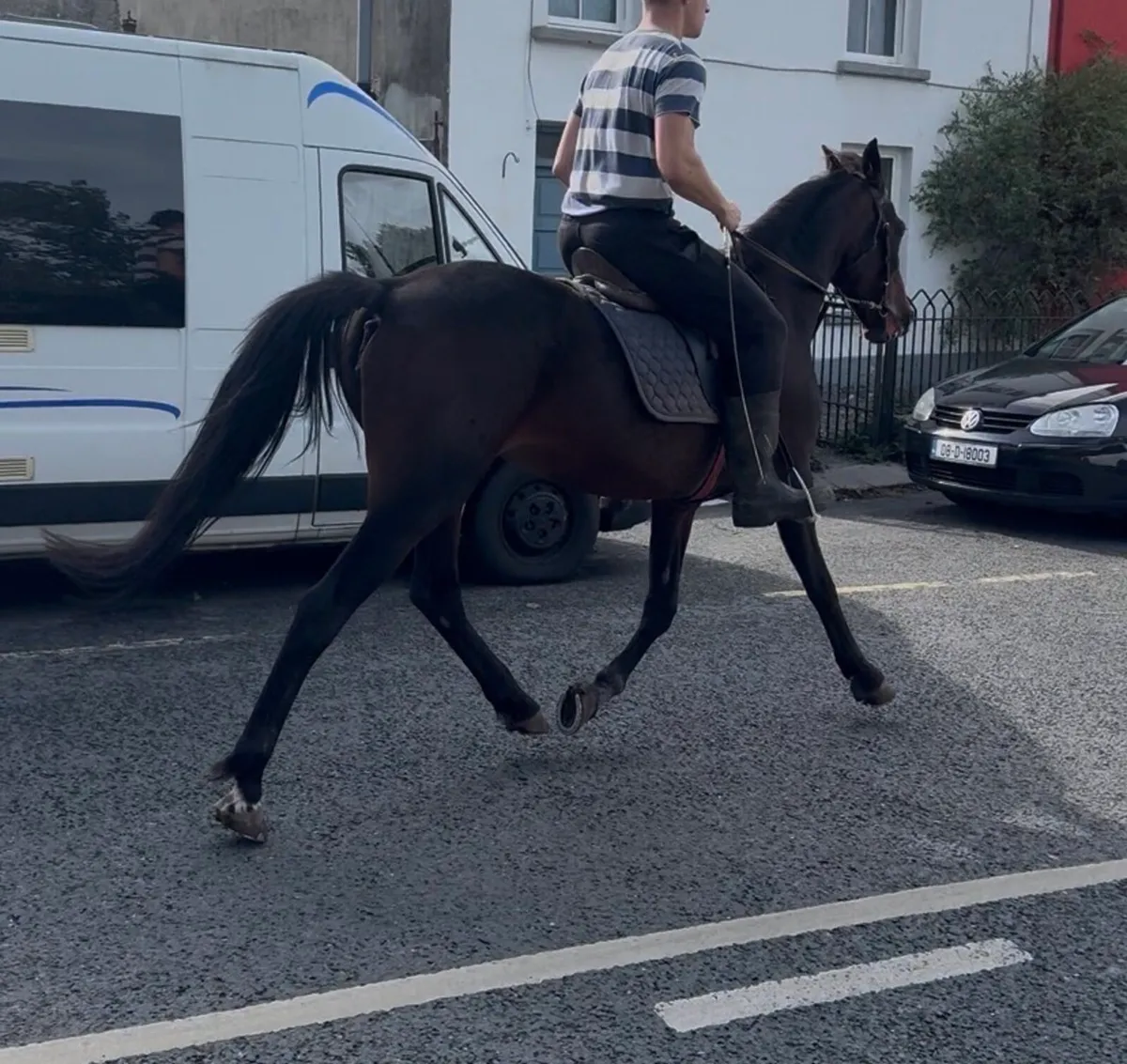 Riding pony - Image 4