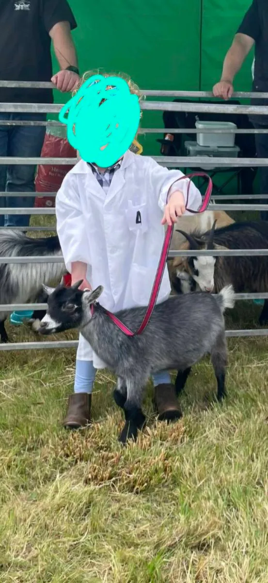 Pygmy Goats - Image 1