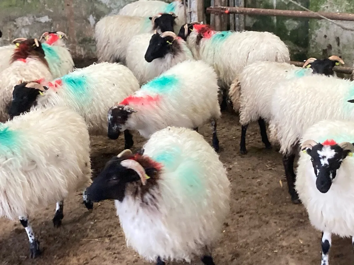 Mayo mountain ewe lambs - Image 2