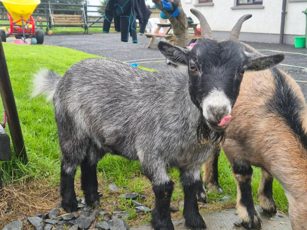 Pygmy Goats - Image 2