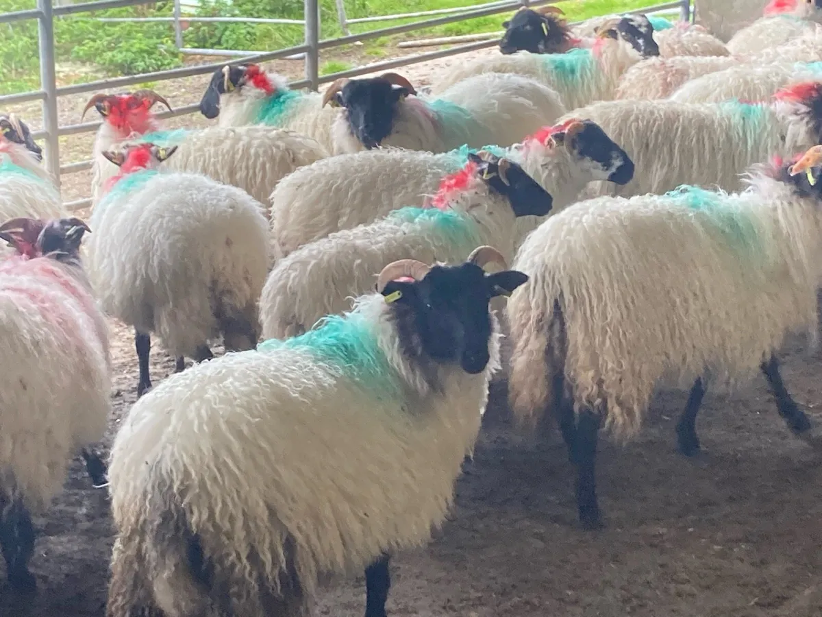 Mayo mountain ewe lambs - Image 3