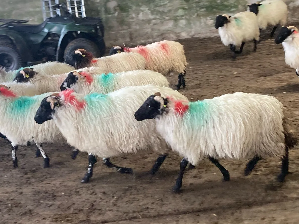 Mayo mountain ewe lambs - Image 4