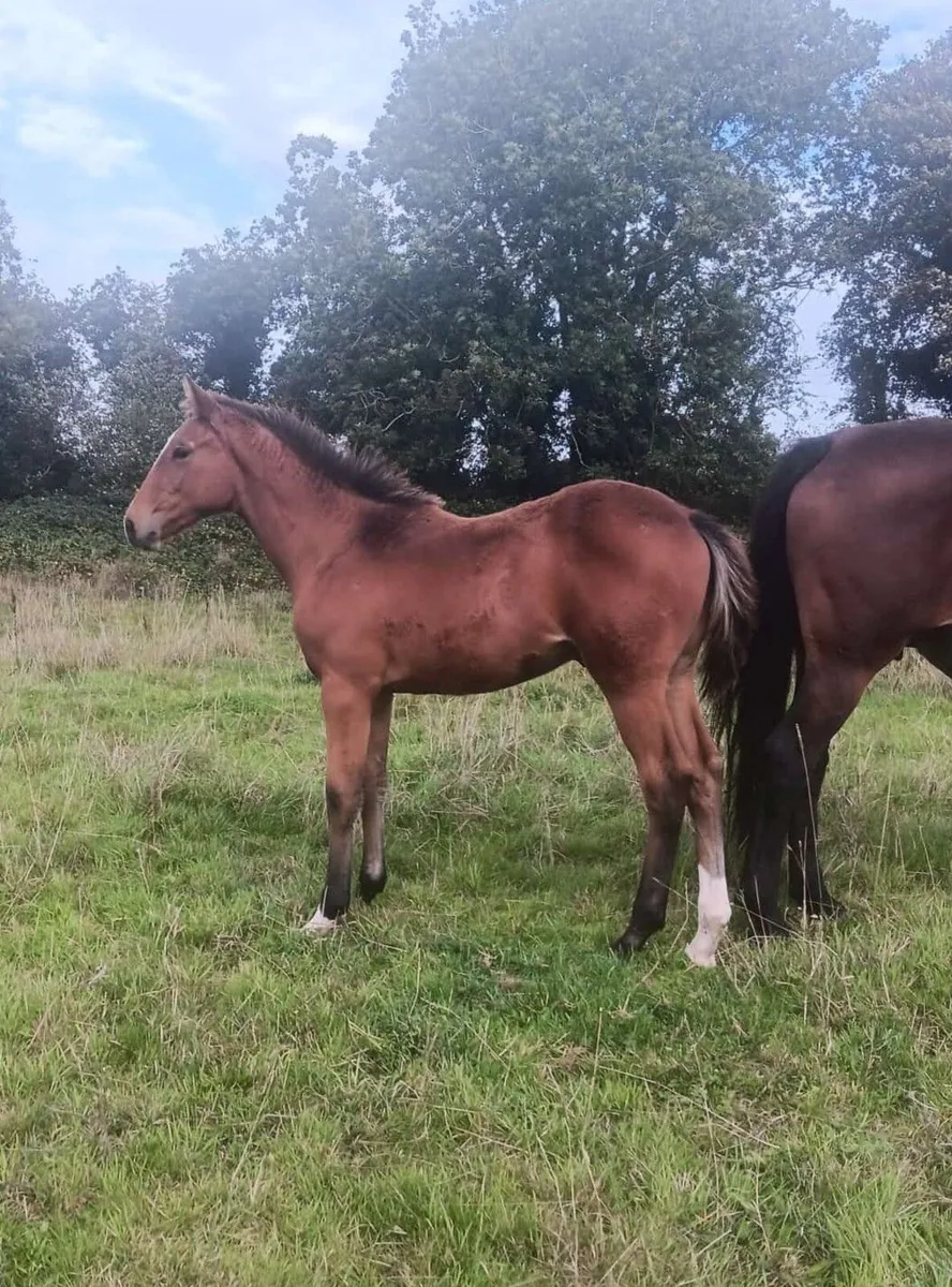 TIH colt foal - Image 1
