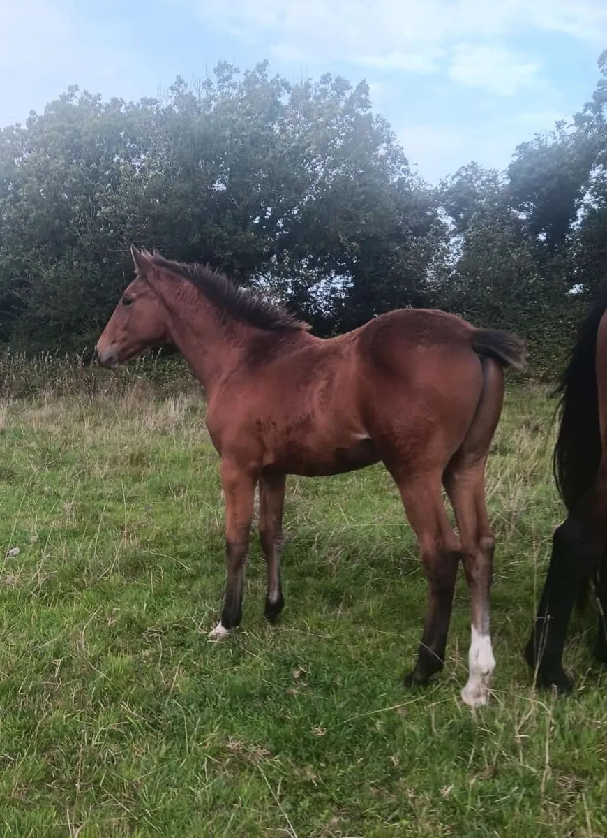 TIH colt foal - Image 2