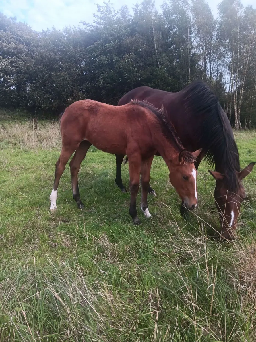 TIH colt foal - Image 3